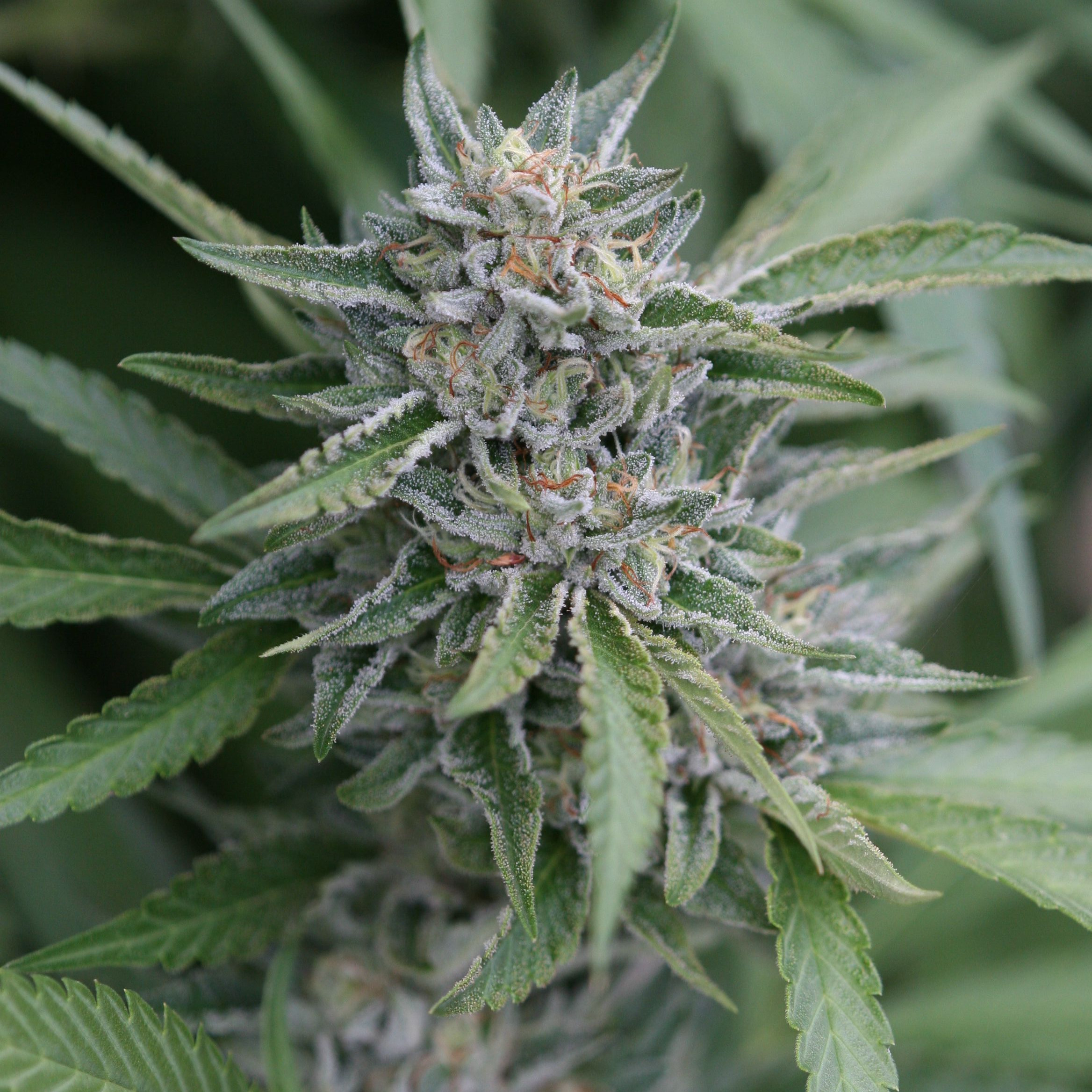 First Cut Farms Fire Jerry Kush Leafly